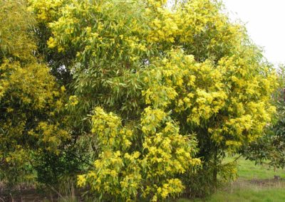 السنط الذهبي Acacia pycnantha (4)
