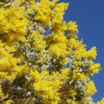 السنط الذهبي Acacia pycnantha 5 1
