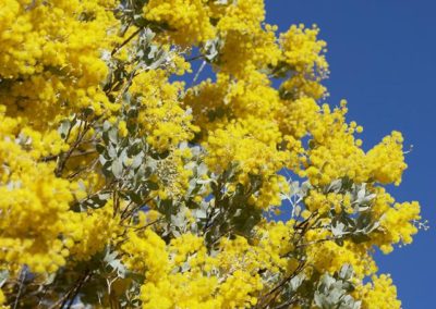 .السنط الذهبي Acacia pycnantha (5)