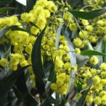 السنط الذهبي Acacia pycnantha 5