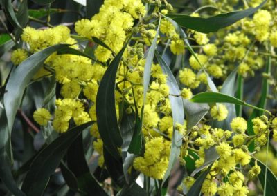 السنط الذهبي Acacia pycnantha (5)