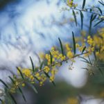 السنط الذهبي Acacia pycnantha 6 1