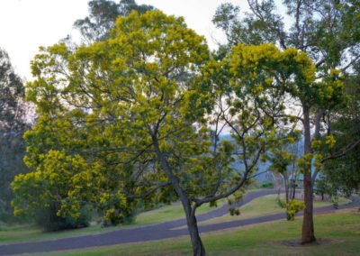 السنط الذهبي Acacia pycnantha (6)