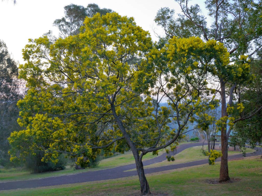 السنط الذهبي Acacia pycnantha 6