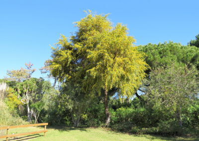 السنط الذهبي Acacia pycnantha (7)
