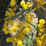السنط الذهبي Acacia pycnantha 8