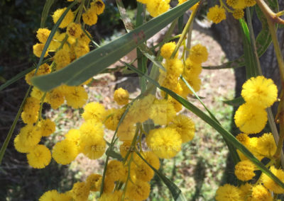 السنط الذهبي Acacia pycnantha (8)