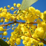 السنط الذهبي Acacia pycnantha 9
