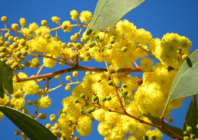 السنط الذهبي Acacia pycnantha (9)