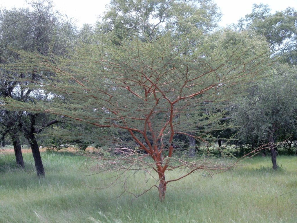 السنط السيال Acacia seyal 2