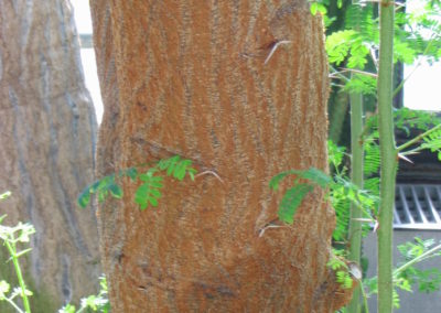 السنط السيال Acacia seyal (4)