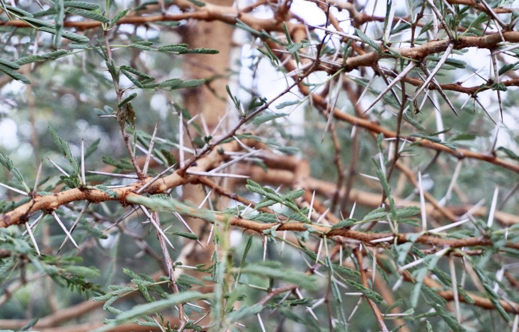 السنط السيال Acacia seyal.