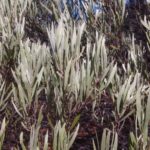 السنط الفضي Acacia cuthbertsonii 1