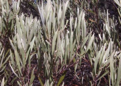 السنط الفضي Acacia cuthbertsonii (1)