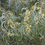 السنط الملحي Acacia ampliceps 1 1