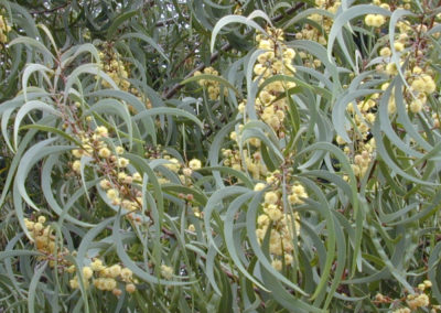 السنط الملحي Acacia ampliceps 1