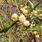 السنط الملحي Acacia ampliceps 1