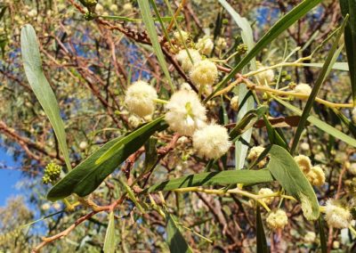 السنط الملحي Acacia ampliceps (1)