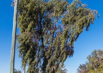 السنط الملحي Acacia ampliceps (1)