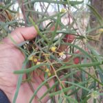 السنط الملحي Acacia ampliceps