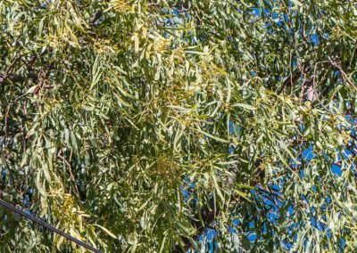 السنط الملحي Acacia ampliceps (2)