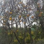 الطلح الأنباري Acacia farnesiana 1 1