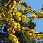 الطلح الأنباري Acacia farnesiana 1 10
