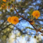الطلح الأنباري Acacia farnesiana 1 3