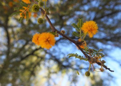 الطلح الأنباري Acacia farnesiana 1 (3)