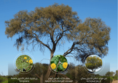 الطلح الأنباري Acacia farnesiana