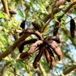 الطلح الأنباري Acacia farnesiana 1 8