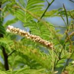 الطلح الأنباري Acacia farnesiana 4
