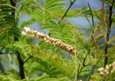 الطلح الأنباري Acacia farnesiana (4)