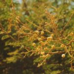 الطلح الأنباري Acacia farnesiana 6