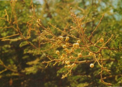 الطلح الأنباري Acacia farnesiana (6)