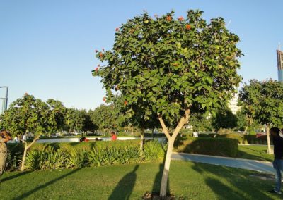 شجرة كورديا القرمزية Cordia sebestena