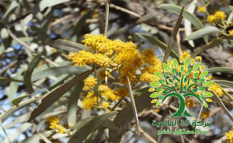 زراعة شجر الطلح القنديلي Acacia pruinocarpa