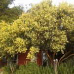 سنط الصفصاف السمر Acacia iteaphylla 2 1