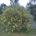 سنط الصفصاف السمر Acacia iteaphylla 3 1