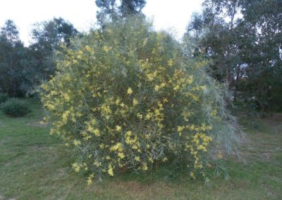سنط الصفصاف السمر Acacia iteaphylla (3)