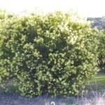 سنط الصفصاف السمر Acacia iteaphylla 3