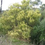 سنط الصفصاف السمر Acacia iteaphylla 4 1