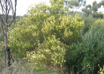 سنط الصفصاف السمر Acacia iteaphylla (4)