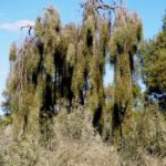 سنط الصفصاف السمر Acacia iteaphylla 5 1