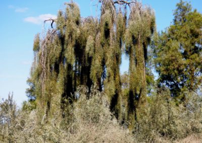 سنط الصفصاف السمر Acacia iteaphylla (5)