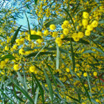 سنط ساليجنا Acacia saligna 1