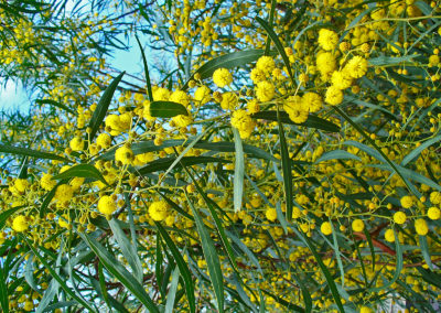 سنط ساليجنا Acacia saligna (1)