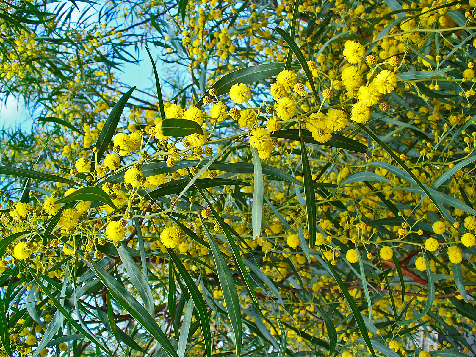  Acacia Saligna 29 