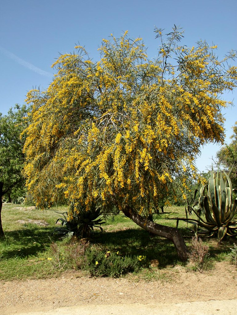 سنط ساليجنا Acacia saligna