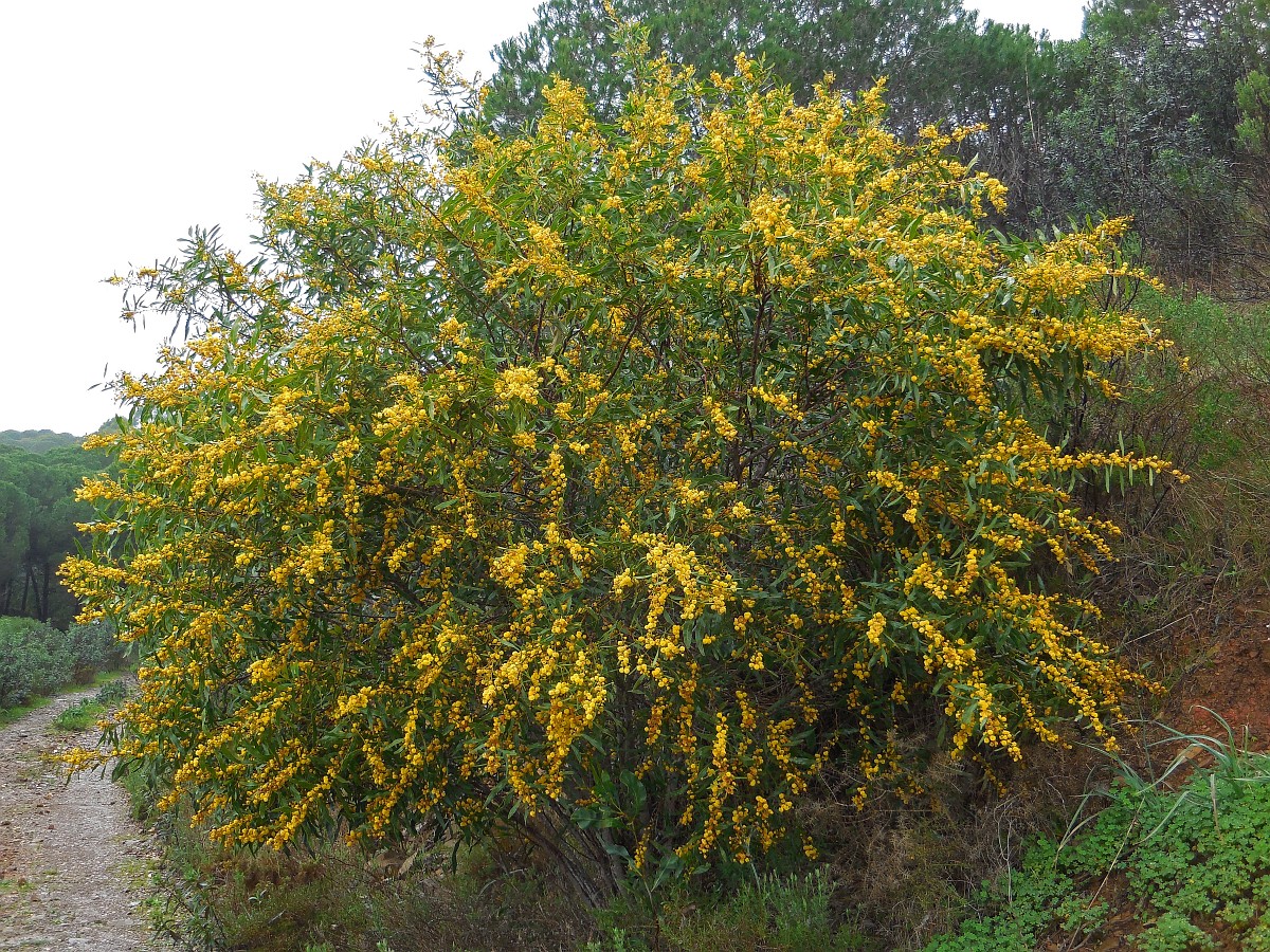  Acacia Saligna 29 
